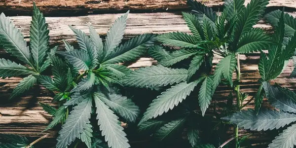 Frische Cannabis Stecklinge kaufen von Kraftstamm – Hochwertige Hanfpflanzen für gesundes Wachstum.