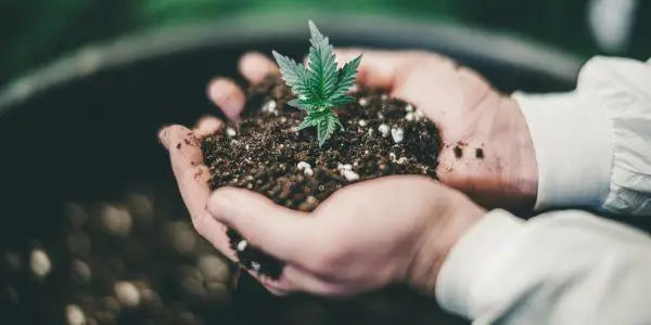 Junge Cannabis-Stecklinge in Händen gehalten – Hochwertige Stecklinge aus Österreich, ideal für den deutschen Markt.