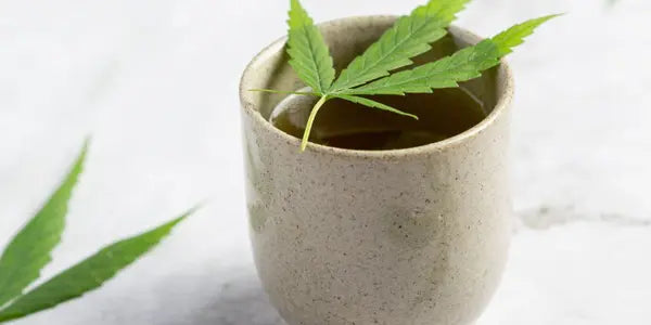 Hanf-Zimmerpflanze in einem Blumentopf – Pflegehinweise und rechtliche Infos für Indoor-Anbau.