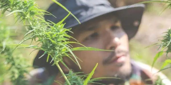 Mann untersucht Hanfpflanzen im Freien – Unterschiede zwischen weiblicher und männlicher Hanfpflanze erkennen.