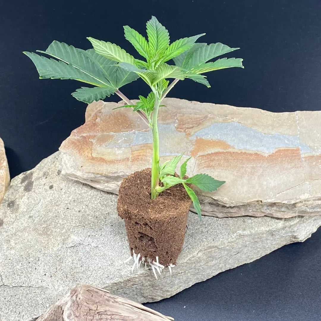 Hanfstecklinge | French Macarone