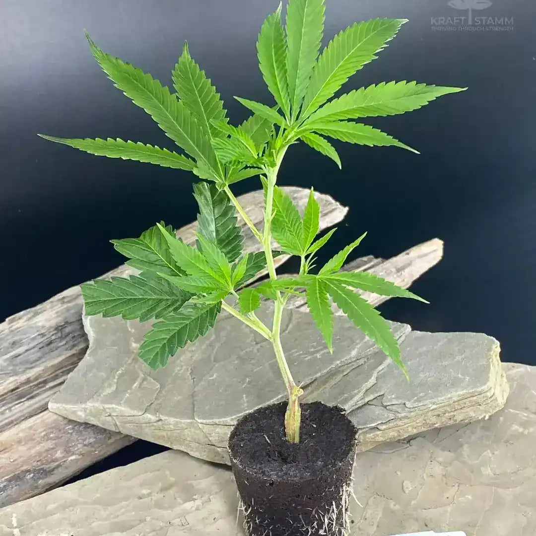 KRAFTSTAMM Bola Mintz Stecklinge – Exklusive Hanfpflanzen mit frischer Minznote und erstklassiger Harzproduktion.