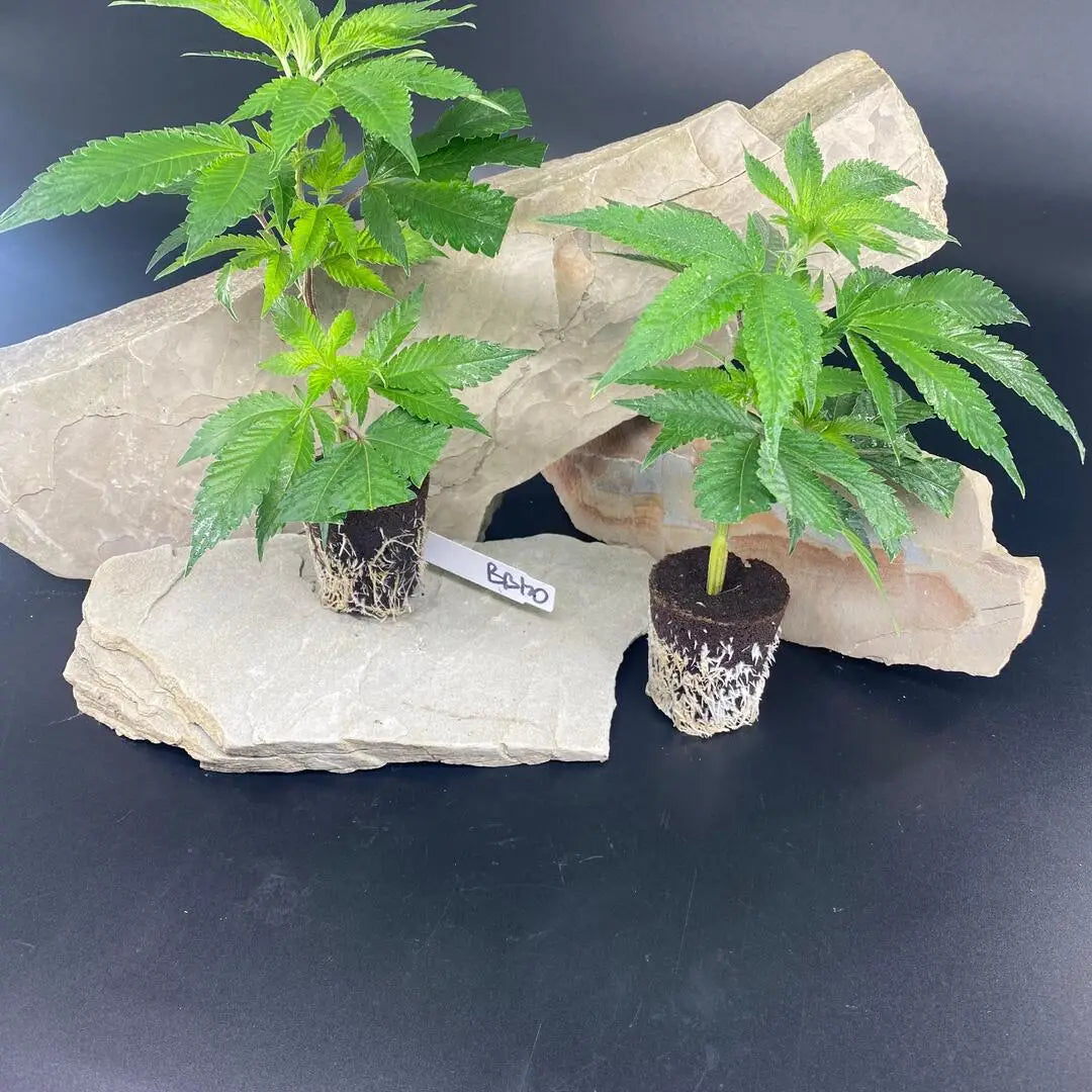 Frischer Hanfsteckling der Sorte Picasso Moon mit kräftigen, grünen Blättern und stabiler Stängelstruktur – perfekt für den erfolgreichen Anbau.