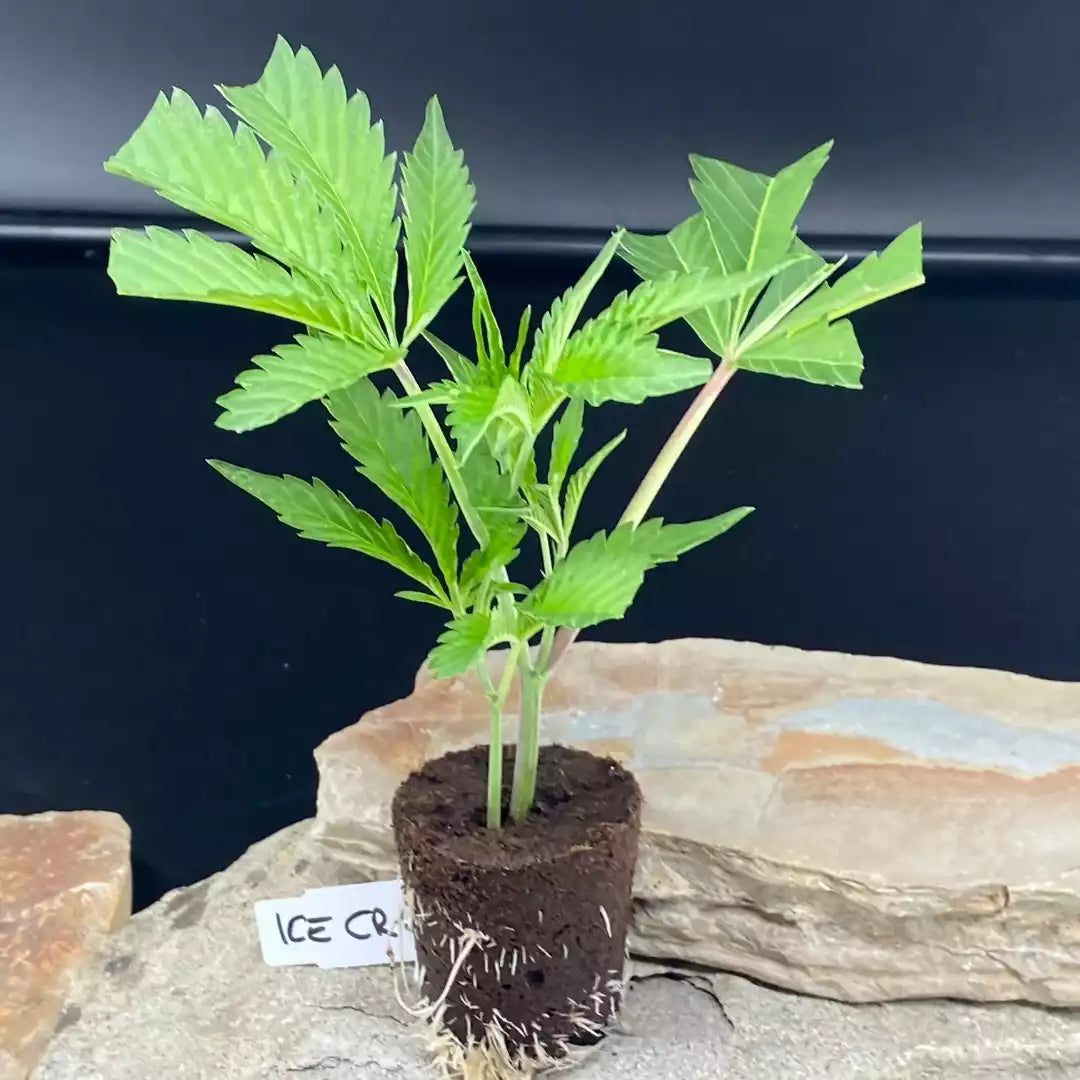 Ice Cream Cake Hanfsteckling auf Naturstein – gesunde Cannabis Stecklinge kaufen bei Kraftstamm
