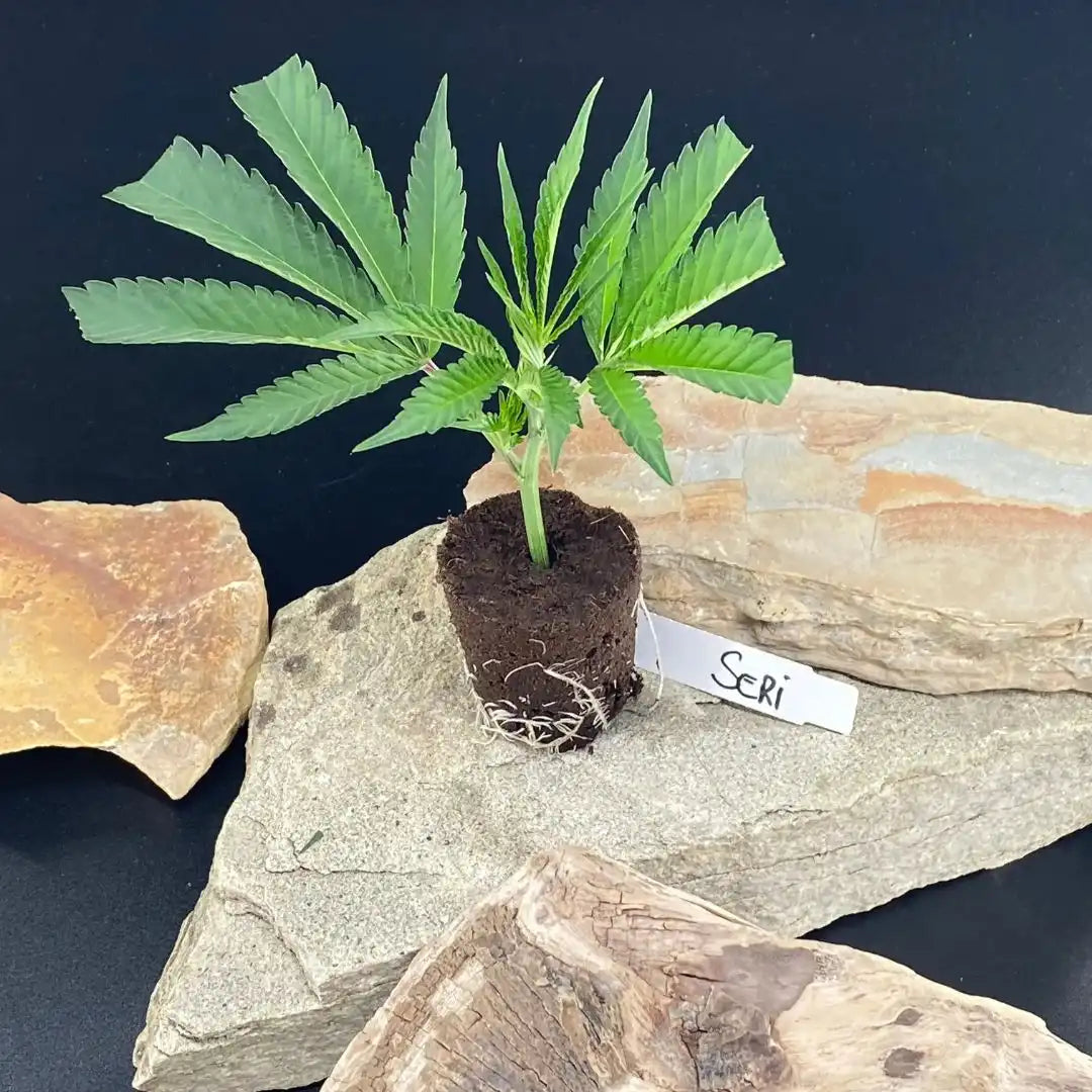 Vitaler Seriotica Cannabis Steckling mit kräftigen Blättern und Stein-Deko – jetzt robuste Stecklinge kaufen