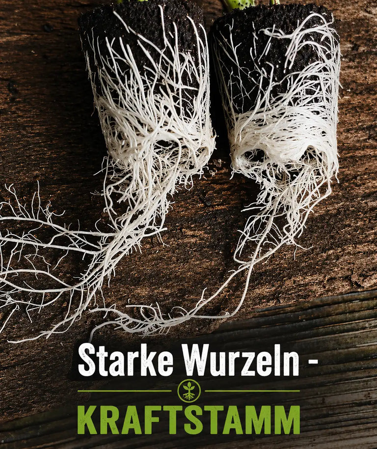 Kräftige weiße Wurzeln von Hanfstecklingen bei Kraftstamm als Zeichen sorgfältiger Bewurzelung und gesunder Pflanzenentwicklung.