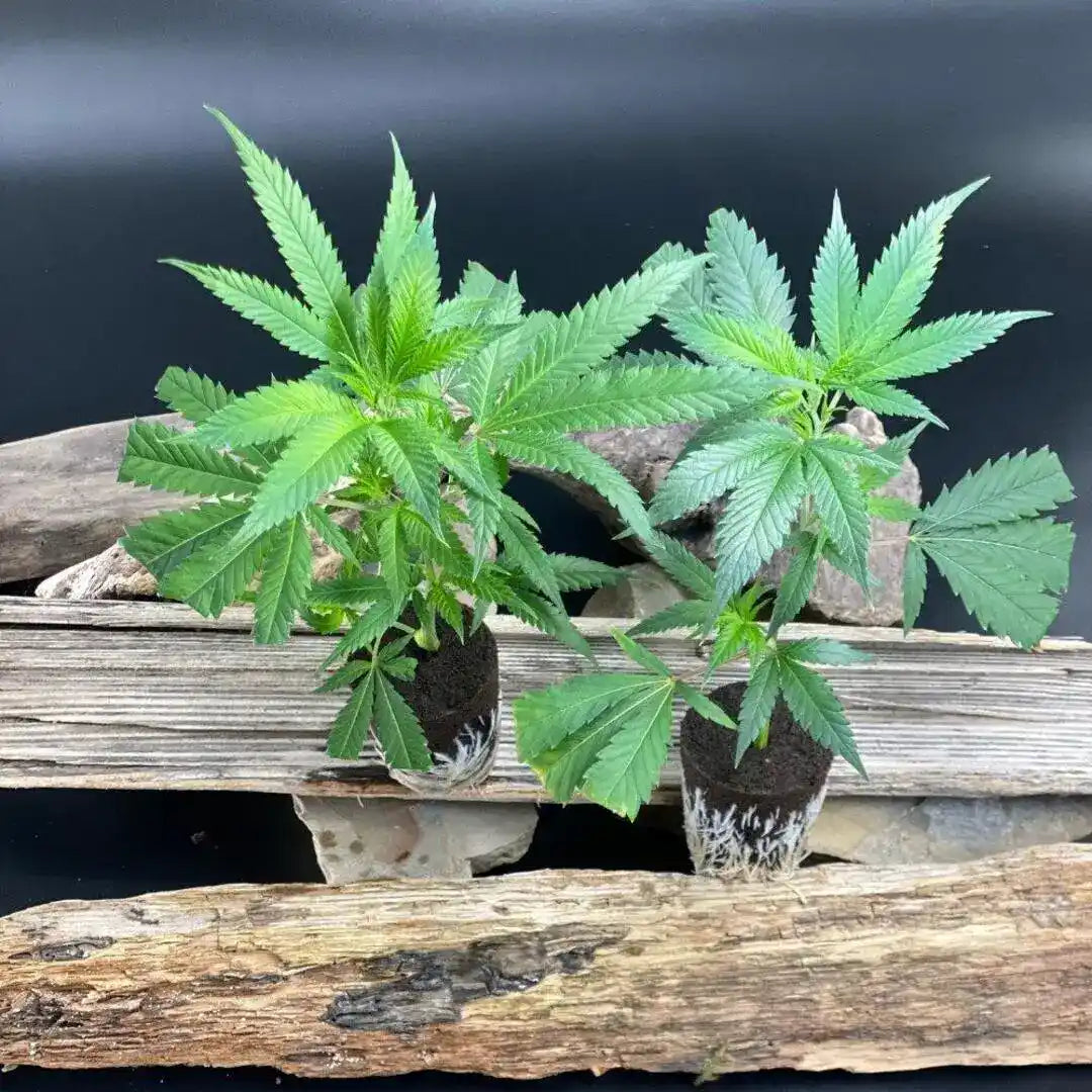 Epic Buzz Hanfstecklinge – kraftvolle Genetik mit schnellem Wachstum und hohem Ertragspotenzial.