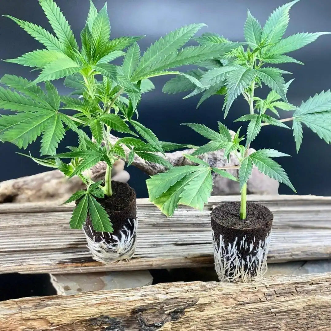 Hanfstecklinge Amnesia Lemon – Hochwertige, ertragreiche Jungpflanzen mit intensivem Zitrusaroma.