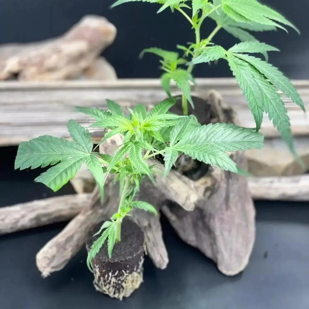 Cannabispflanze | Bushmans - von KRAFTSTAMM