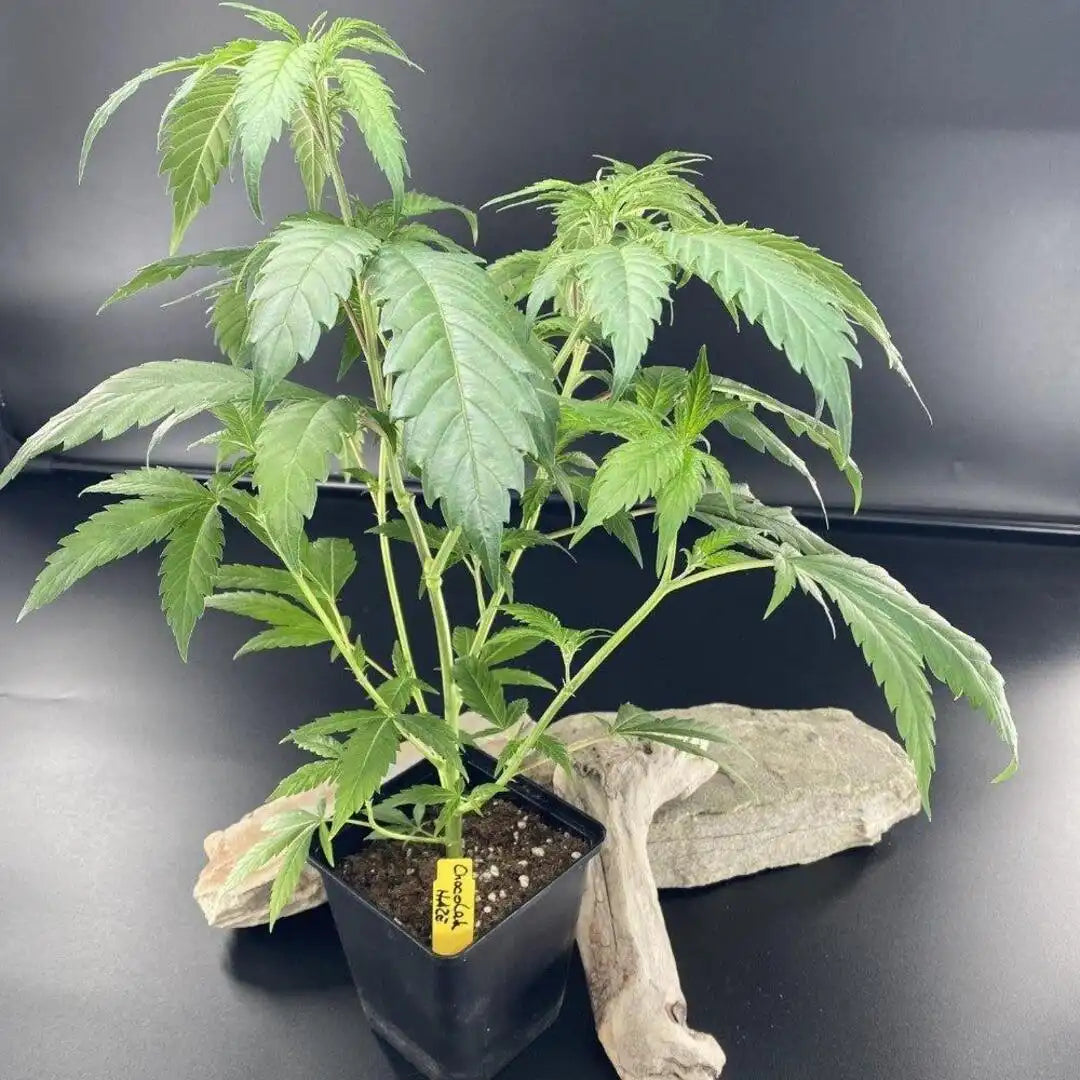 Chocolate Haze Sativa Hanfstecklinge – Kräftige Jungpflanzen mit süßem Schoko-Aroma und energetischer Wirkung.