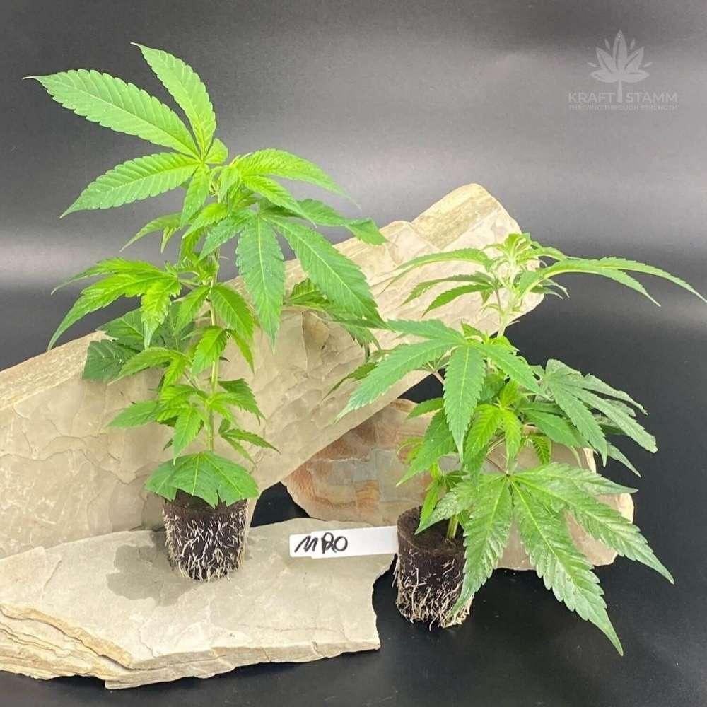 Eleven Rosé - Hanfstecklinge kaufen | jetzt Hanfpflanzen kaufen bei Kraftstamm