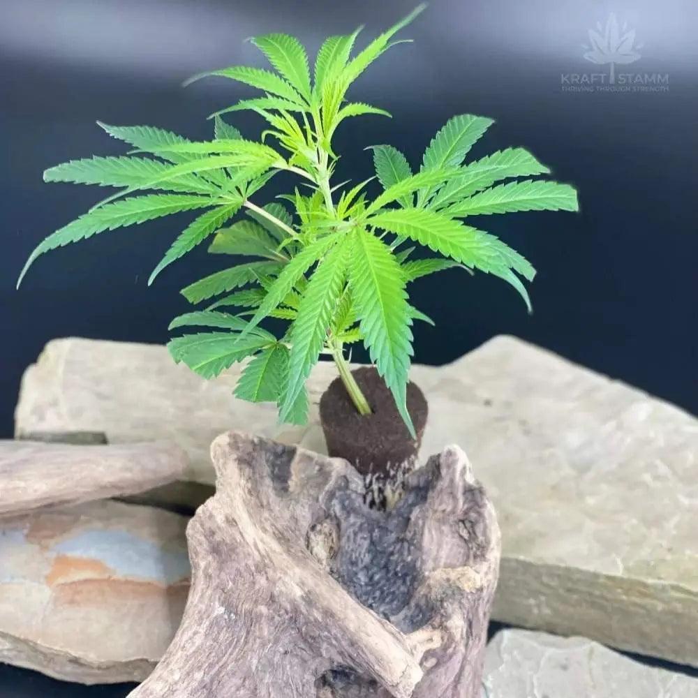 Hanfstecklinge kaufen | Future Island - Cannabispflanze kaufen bei KRAFTSTAMM