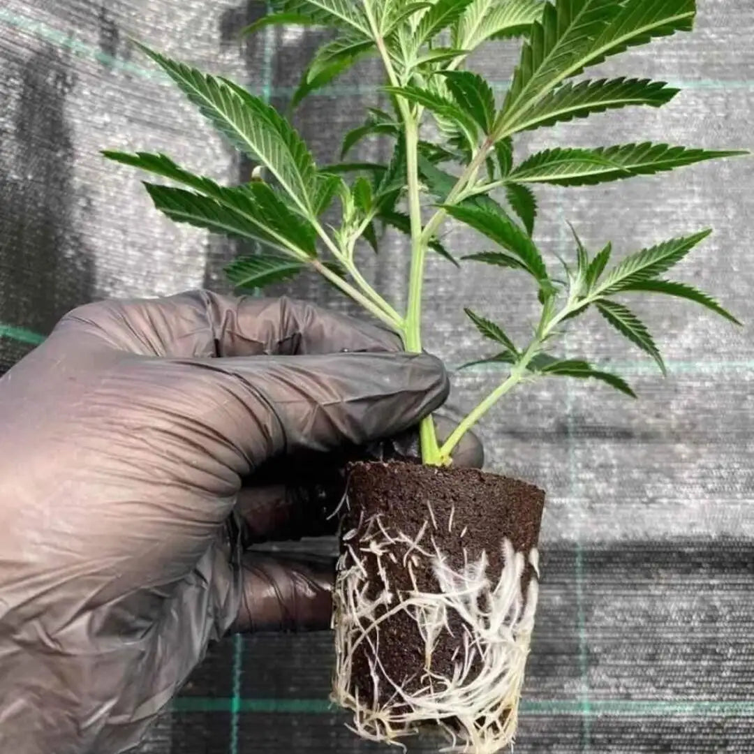 Hanfstecklinge Gorilla Zkittlez – Gesunde, kräftige Jungpflanzen von KRAFTSTAMM für den Eigenanbau.