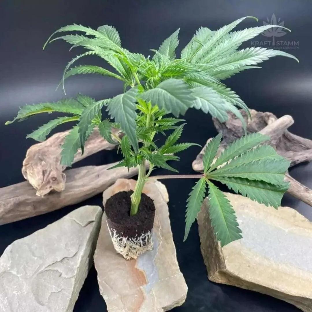 Hanfsteckling kaufen | Sour Betty - Cannabis Pflanze kaufen bei KRAFTSTAMM