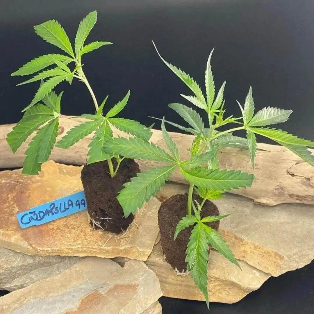 Cinderella 99 Hanfstecklinge – Sativa-dominierte Genetik mit schnellem Wachstum und intensivem Aroma.