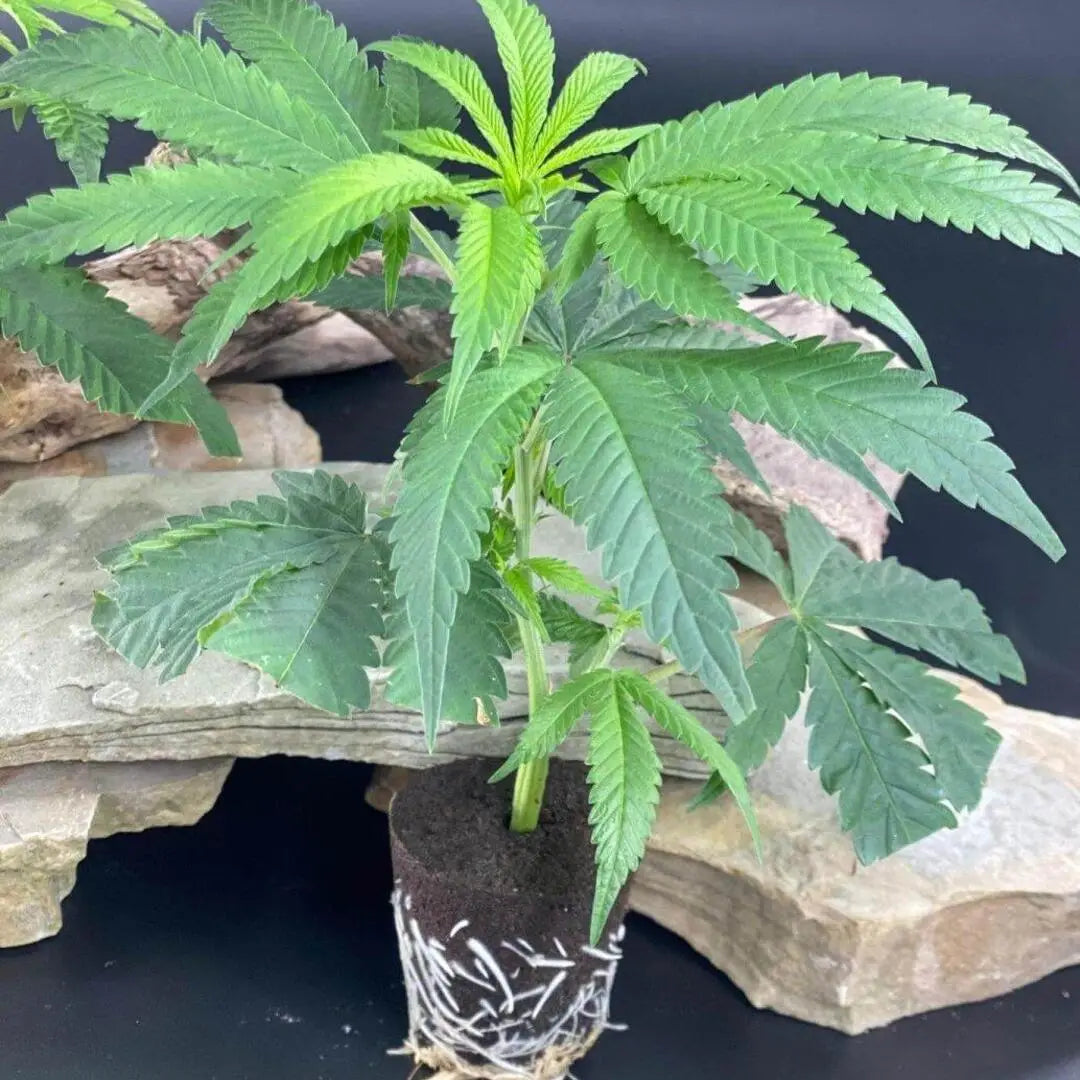 Frische Hanfstecklinge der Sorte Coconut Cloud mit gut entwickeltem Wurzelsystem, bereit für die Weiterzucht.