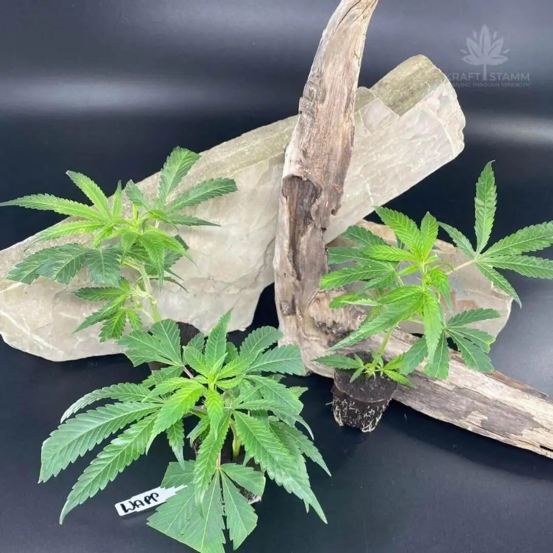 Hanfstecklinge kaufen – Wappa Steckling mit starkem Wuchs und fruchtigem Aroma für den erfolgreichen Anbau.