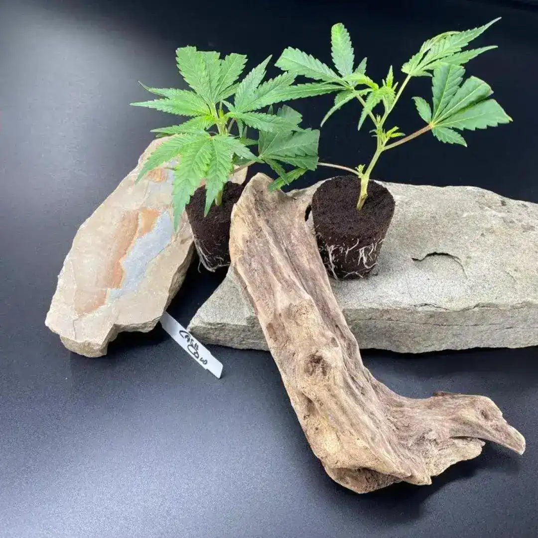 Junge Hanfstecklinge der Sorte Cash Cow von KRAFTSTAMM – ideal für Indoor- und Outdoor-Grow mit hohem Ertragspotenzial.