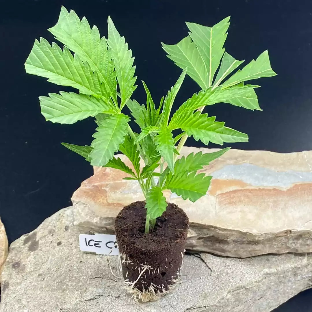 Vitaler Ice Cream Cake Steckling mit Wurzelballen – Hanfstecklinge kaufen für Indoor und Outdoor Grow