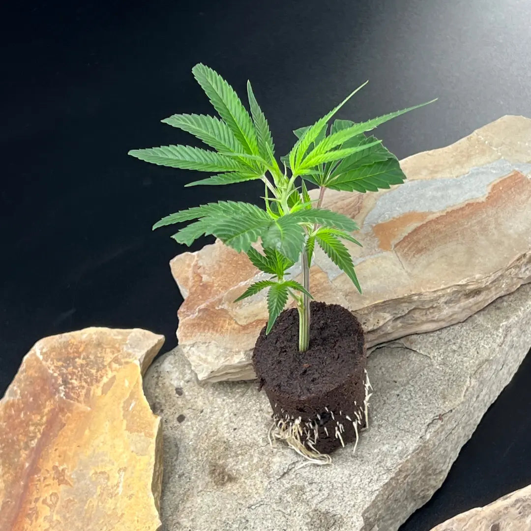 Hanfstecklinge | Fire and Rain