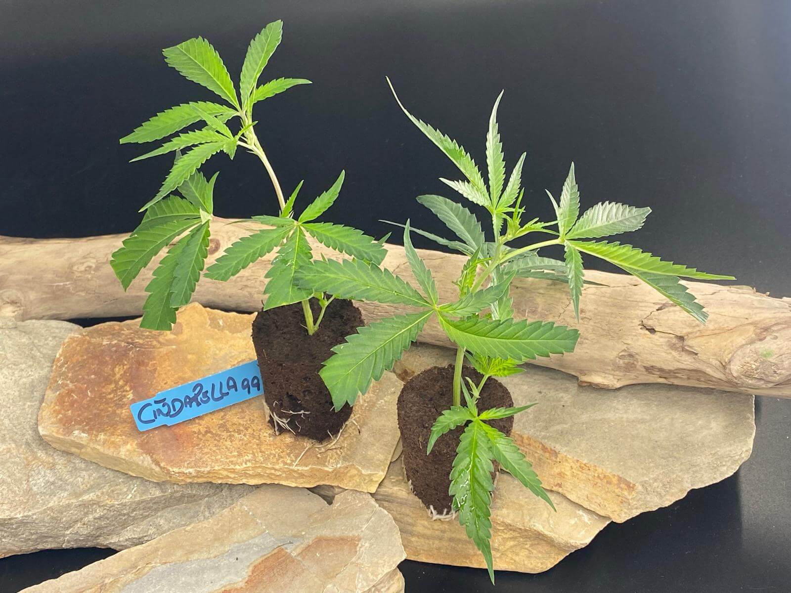 Cindarella 99 Hanfsteckling mit Sativa-dominierter Genetik