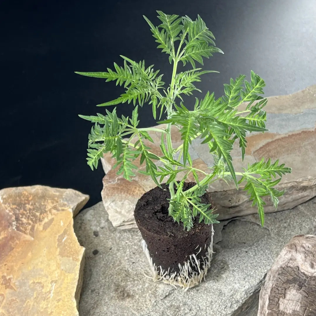 Hanfstecklinge | Mentha de Croco