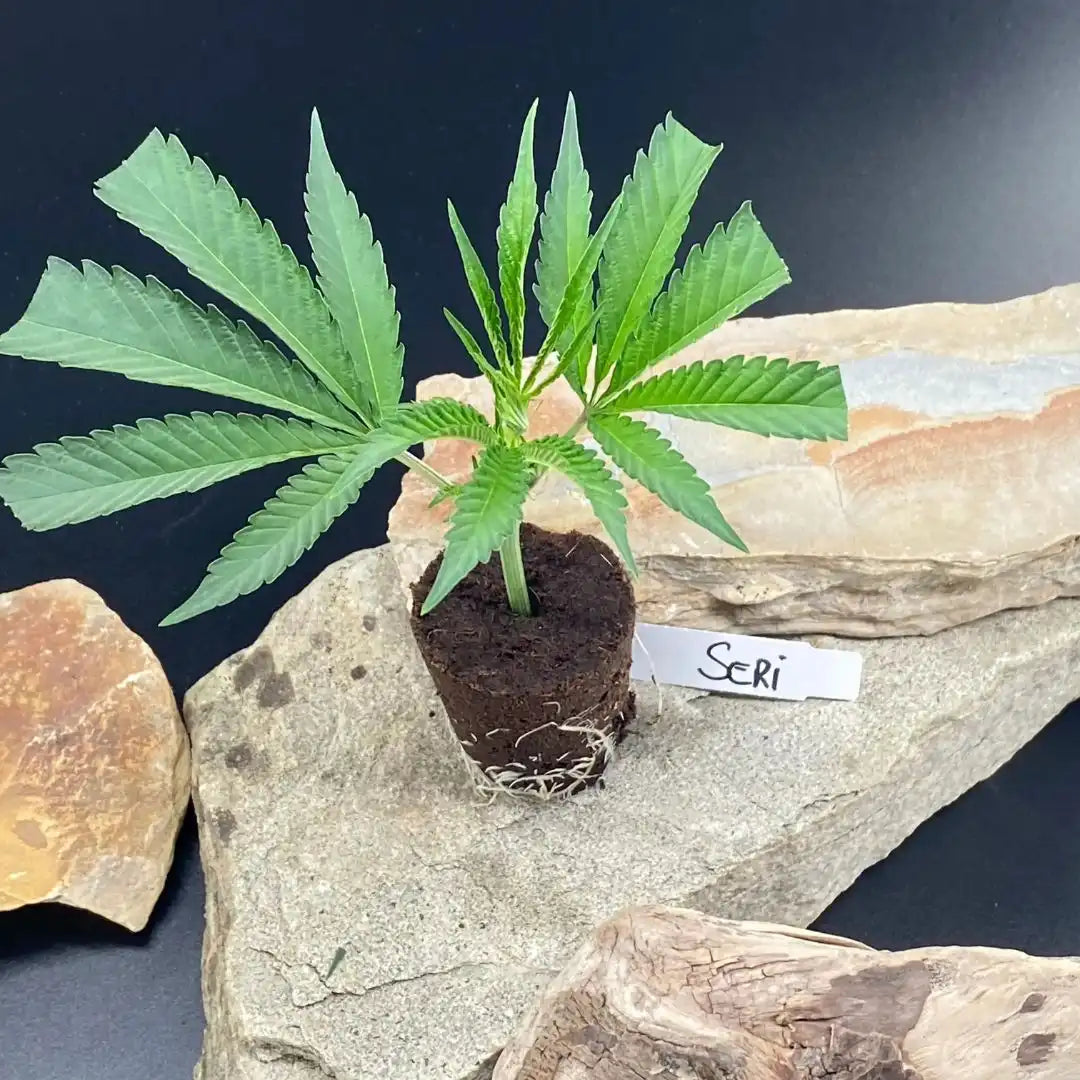 Seriotica Hanfsteckling auf Steinplatte – hochwertige Cannabis Stecklinge kaufen bei Kraftstamm