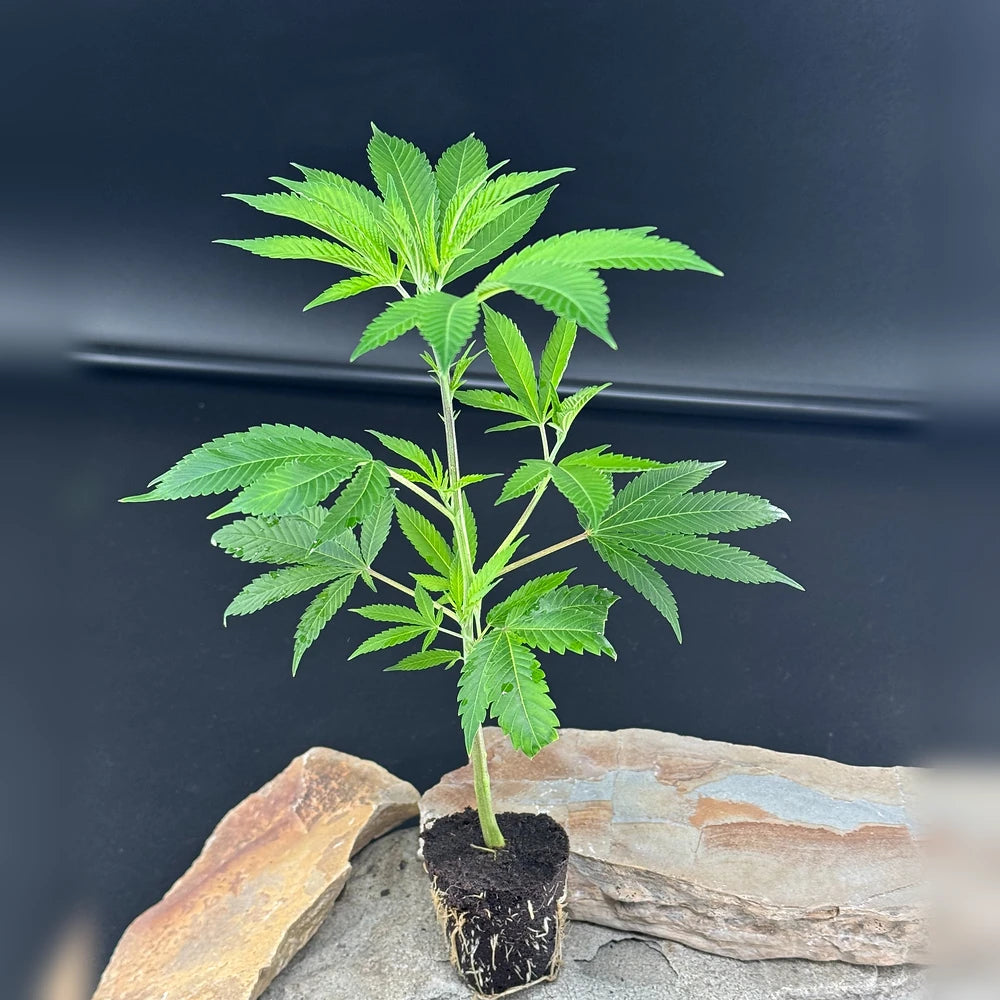 Nahaufnahme eines Bubba Kush Stecklings mit grünen Blättern