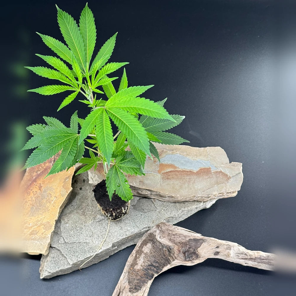 Bubba Kush Hanfsteckling im Pflanztopf, bereit zum Weiterkultivieren