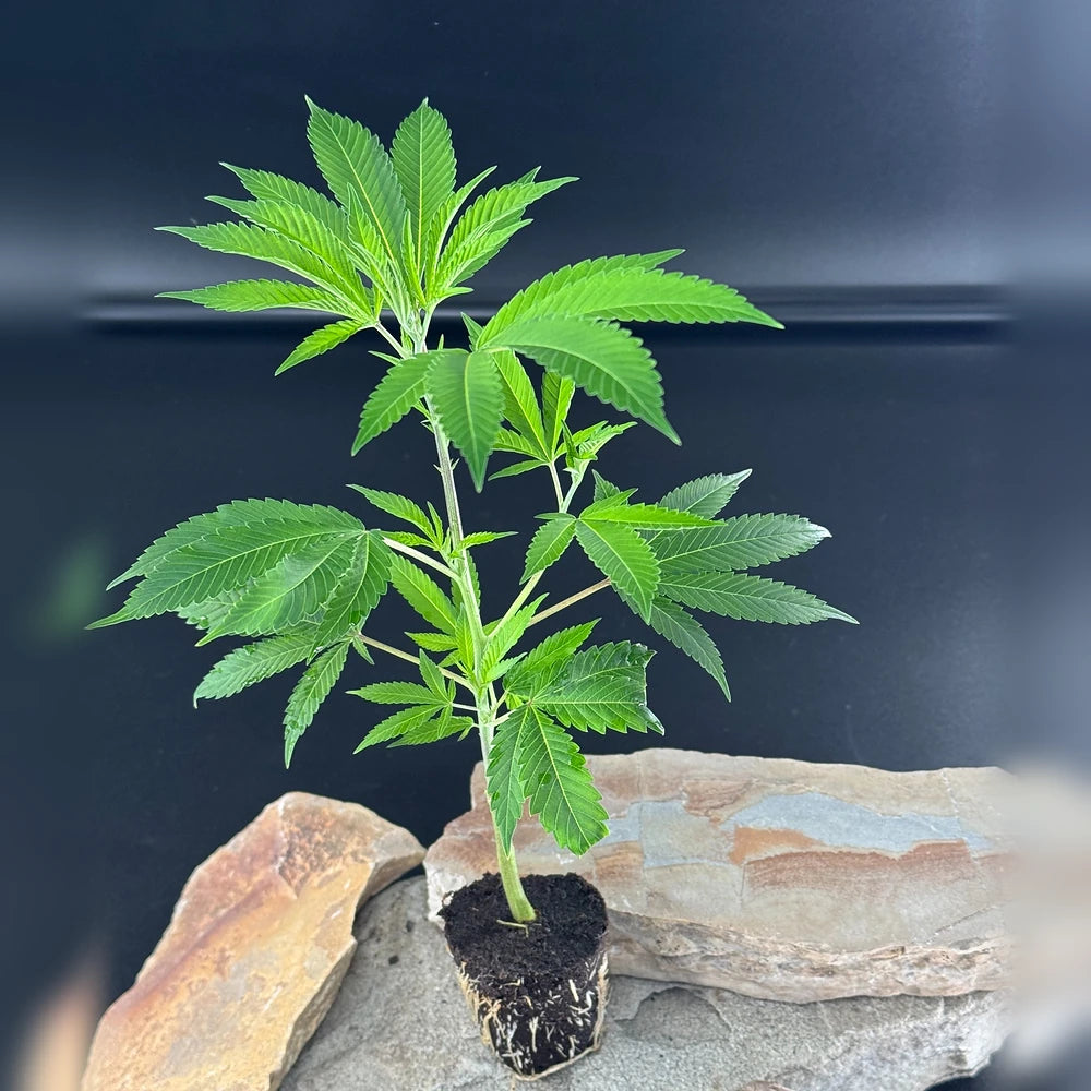 Bubba Kush Keeper Cut Cannabispflanze mit kompakter Wuchsform