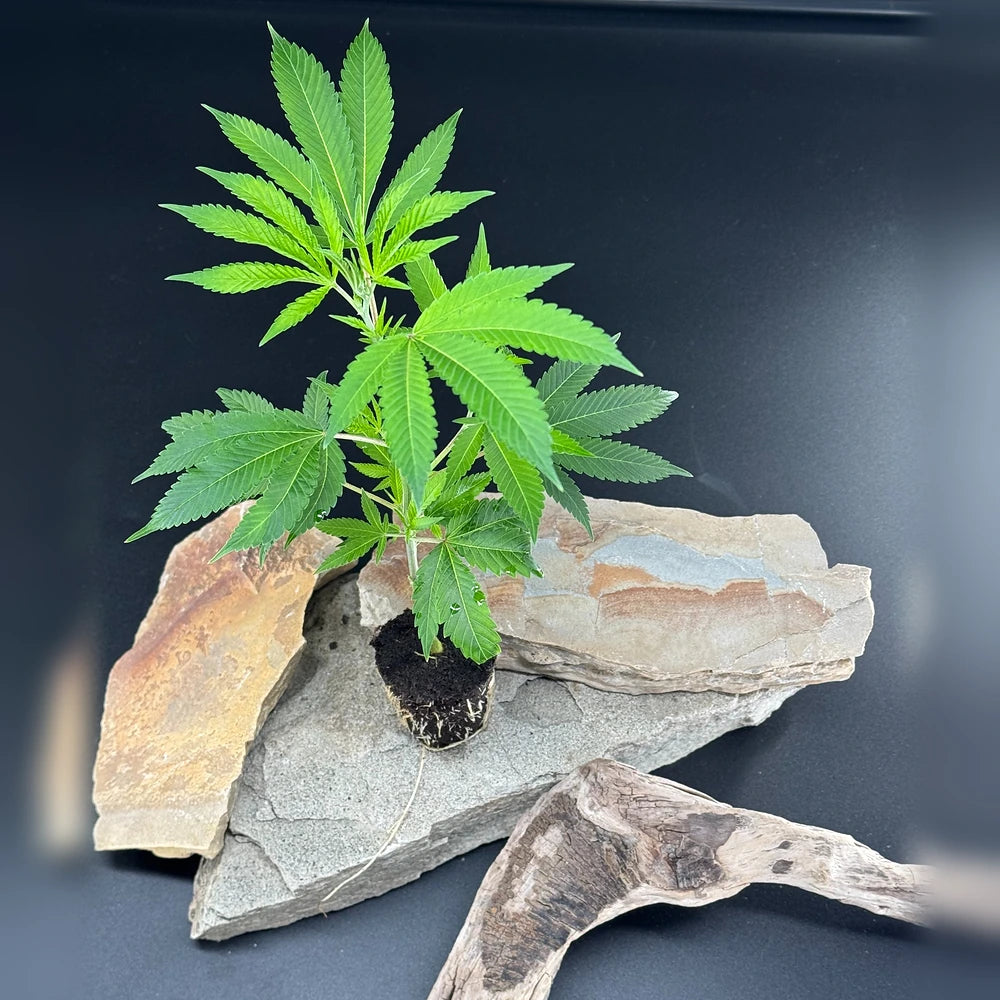 Junge Bubba Kush Hanfpflanze mit kräftigen grünen Blättern