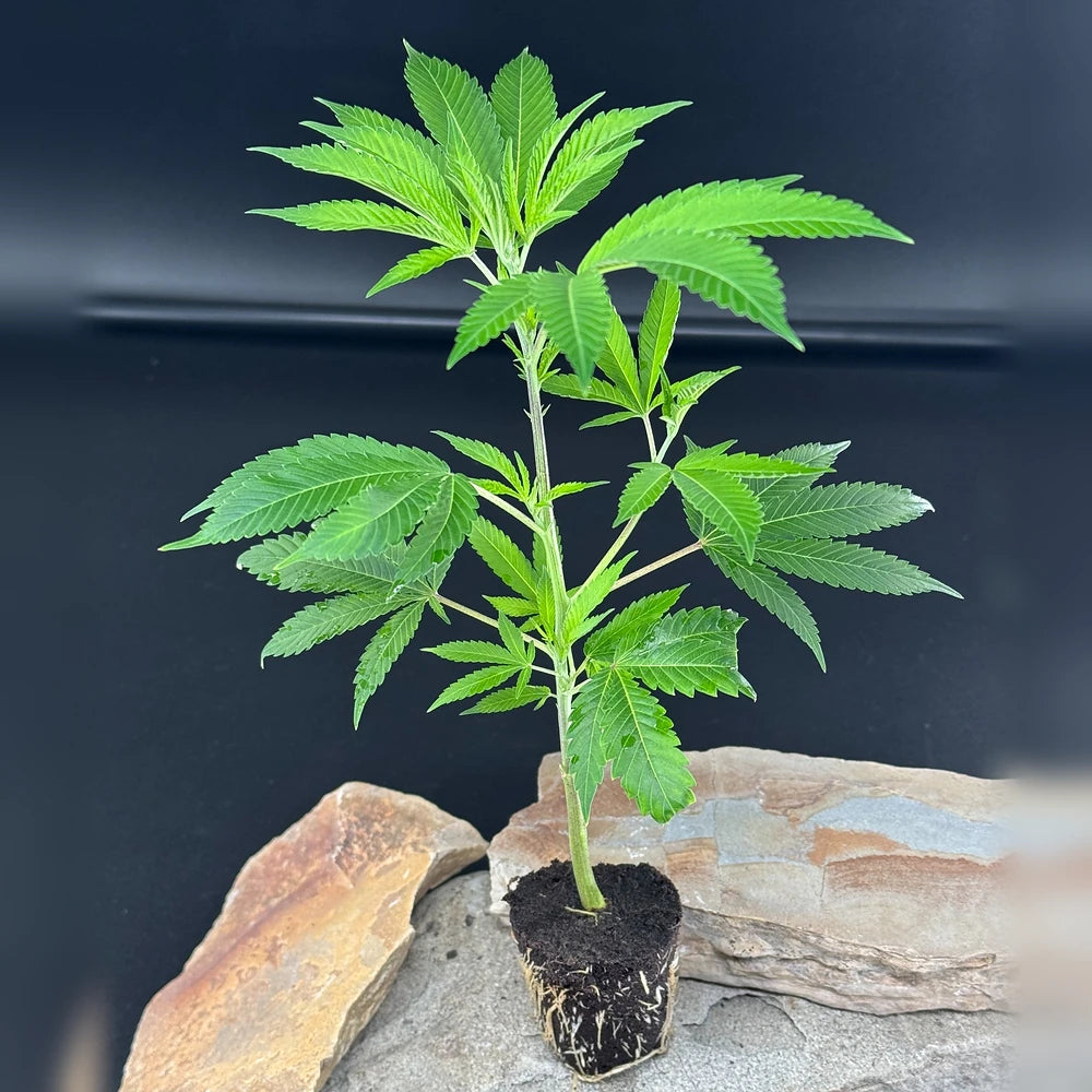 Bubba Kush Keeper Cut Hanfsteckling von Humboldt Seeds