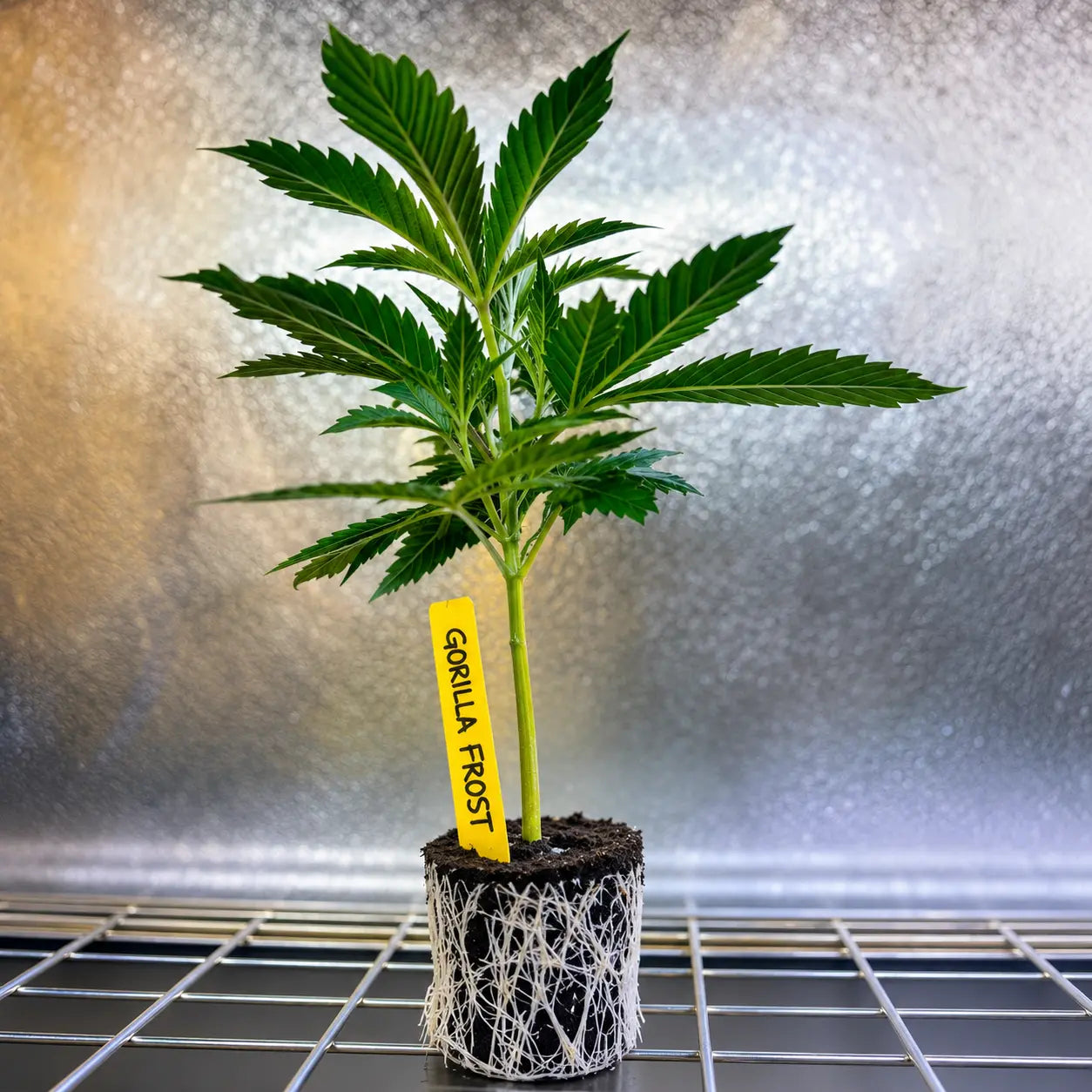 Hanfstecklinge | Gorilla Frost