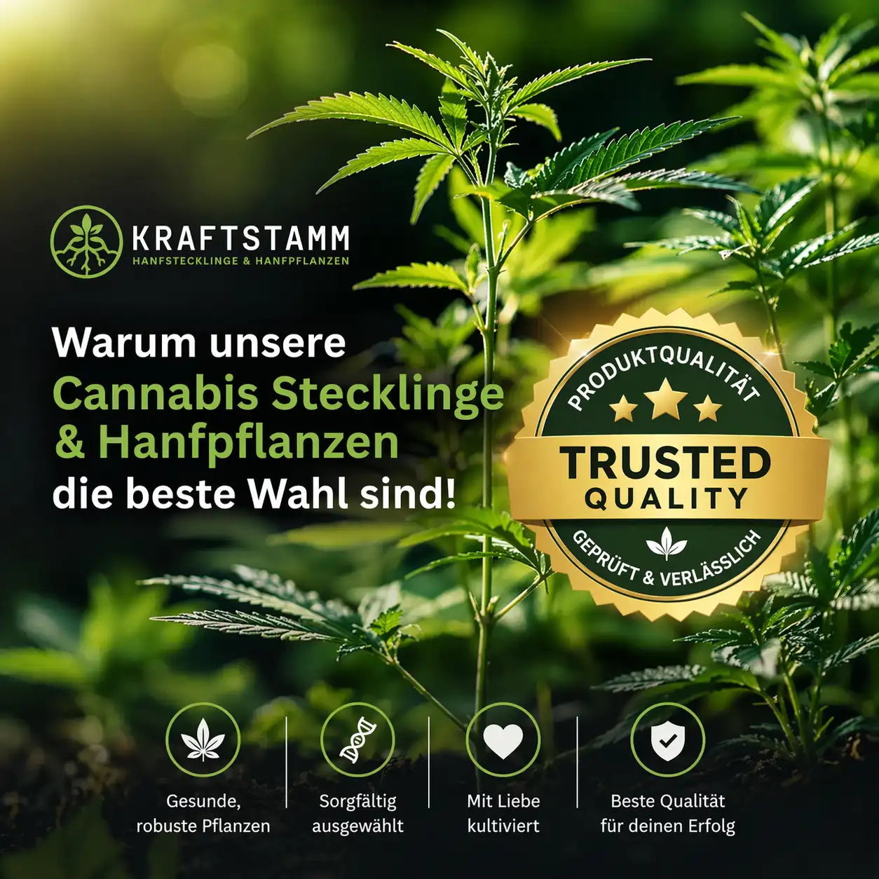 Hanfstecklinge und Hanfpflanzen von Kraftstamm – gesunde, robuste Premium Pflanzen in hochwertiger Qualität