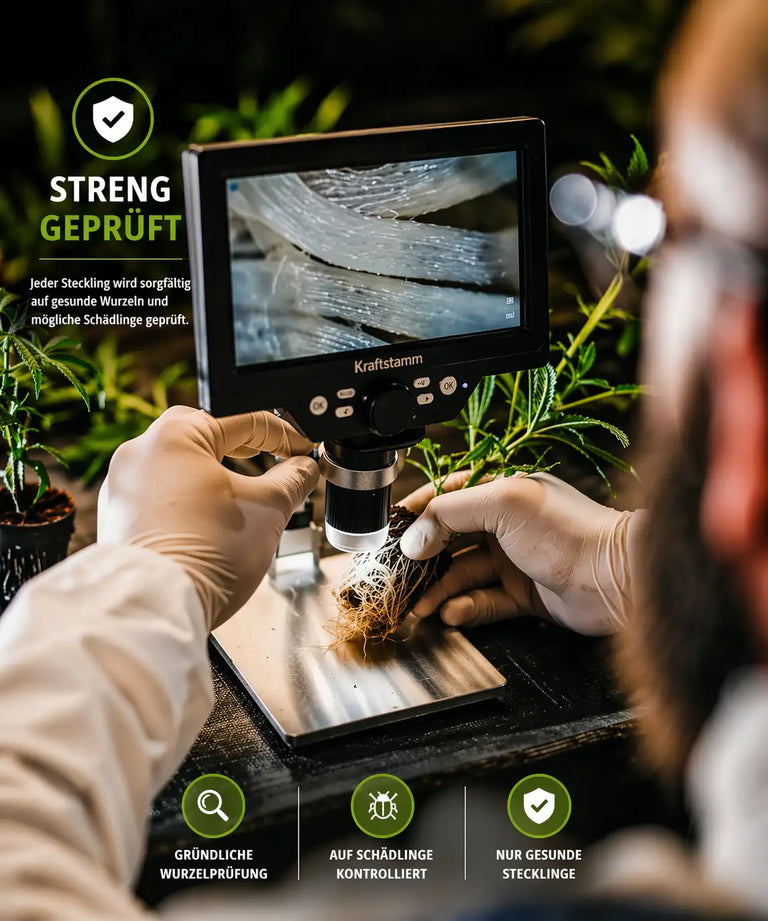 Kraftstamm setzt auf Strenge Qualitätskontrolle bei Hanfstecklingen: Wurzeln werden bei Kraftstamm sorgfältig auf Gesundheit, Auffälligkeiten und mögliche Schädlinge geprüft.