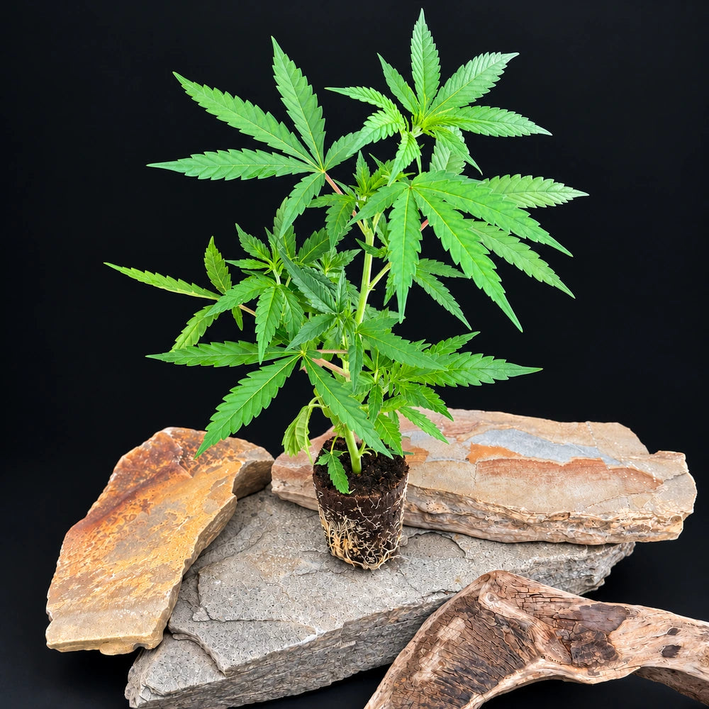 Super Orange Glue Forum Cut Hanfsteckling von Lady Sativa Genetics